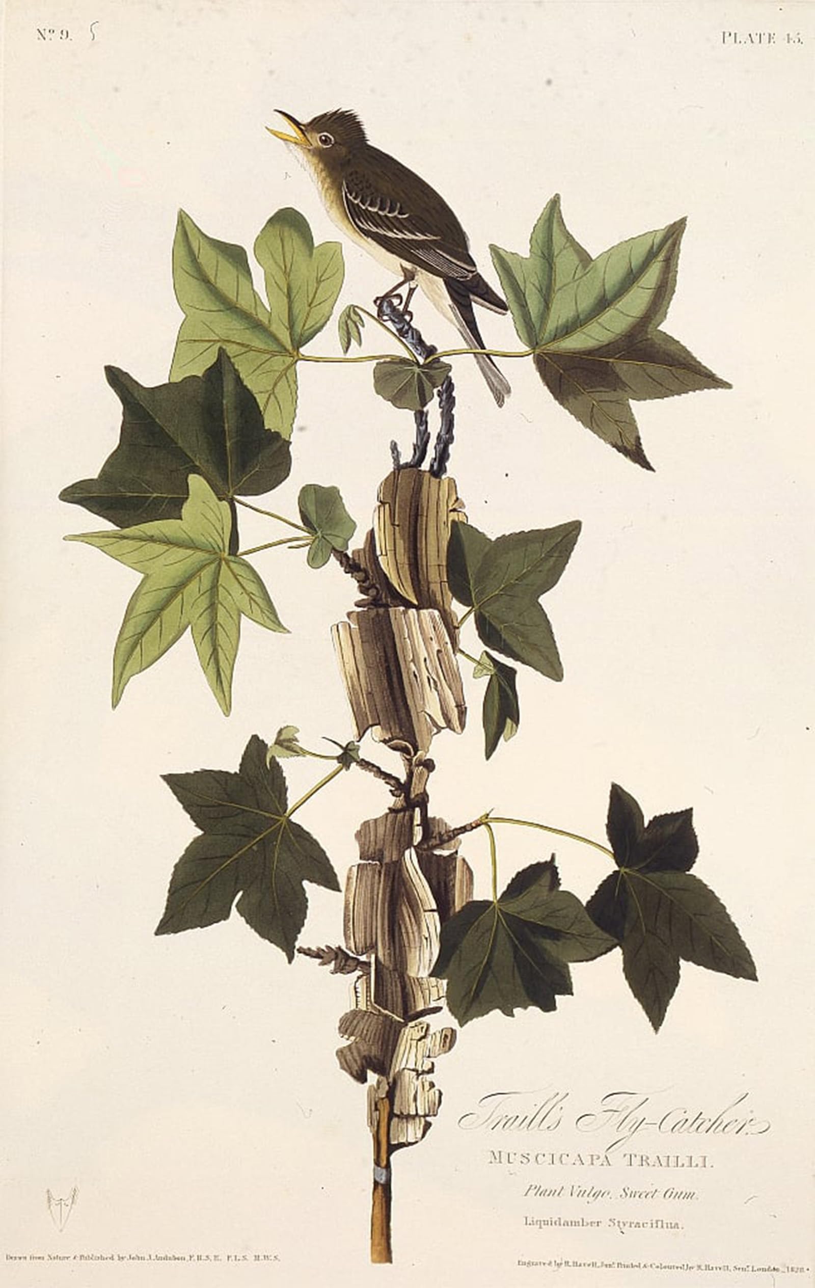 POSTERIIk Vintage Art Print Images Pictures Print Traills Flycatcher From the Birds of America by John Jamess Audubon Modern Colour Posters for Office Home Decor 60x90cm