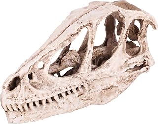 Leylor Dinosaur Skull Model -Resin Dinosaur Skull Model Simulated Animal Skeleton Home Office Decor Craft Teaching Prop