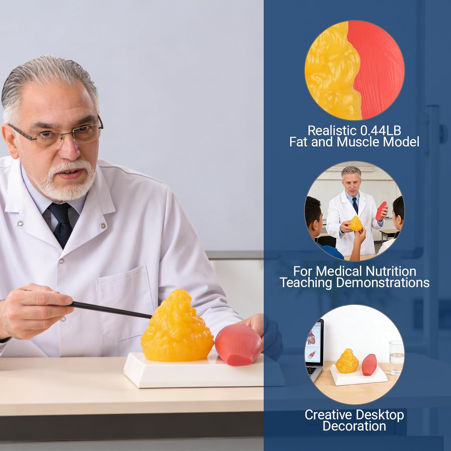 Human Body Muscle & Fat Replica 0.44lb with Display Base,Human Body Muscle and Fat Model,Detailed Anatomical Demonstration Tool for Science and Health Education