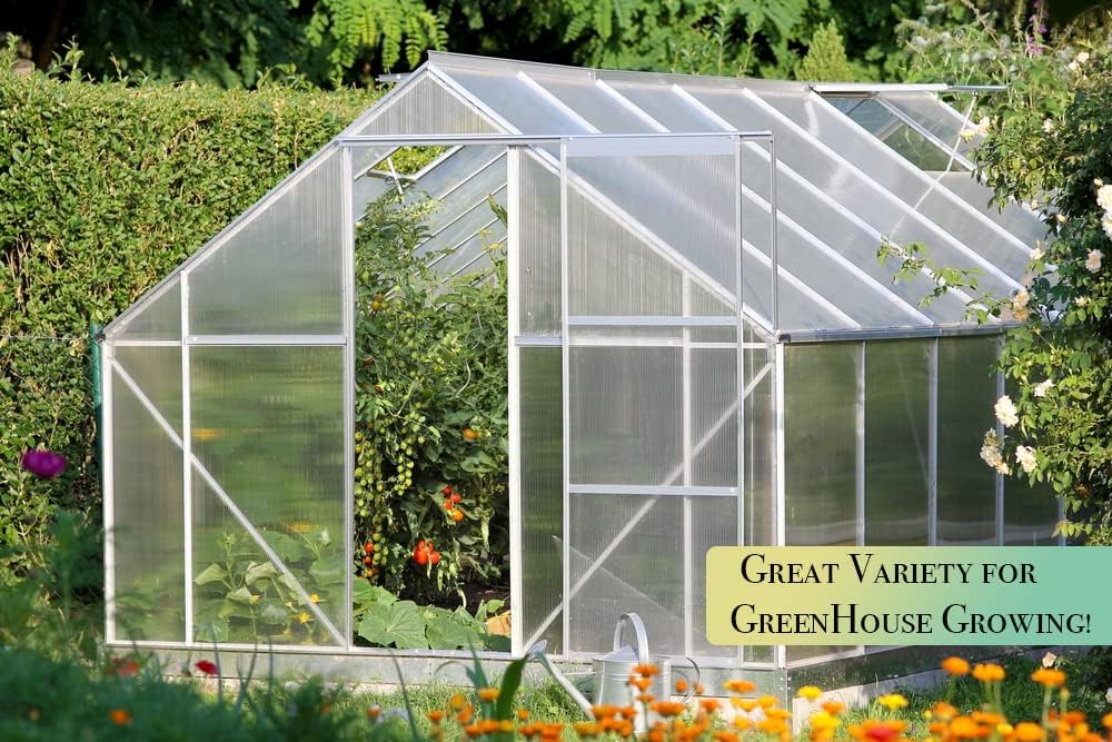 "Beit Alpha" Burpless Open-Pollinated Cucumber Seeds for Planting, 100+ Seeds Per Packet, (Isla's Garden Seeds), Non GMO, Botanical Name: Cucumis sativus, Great Home Garden Gift