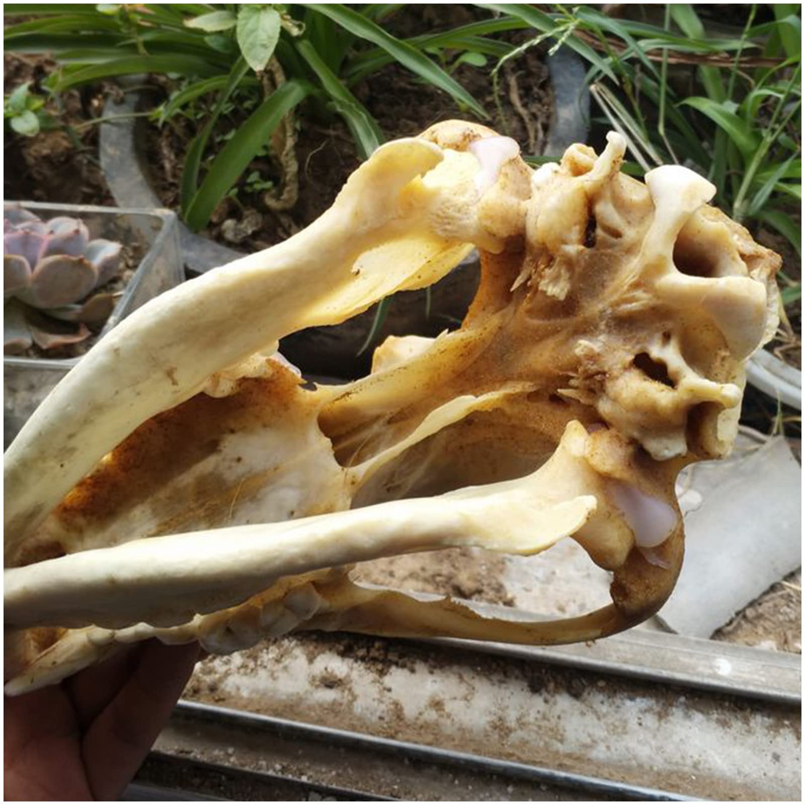 Crâne de chien véritable – Taille réelle – Taxidermie, fournitures d'art, vétérinaires, médicaments, bureau, bar, décoration