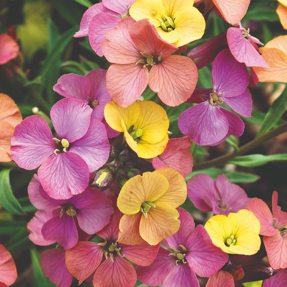 Erysimum 'Artist Paintbox' – Fragrant Burnt Orange & Mauve Blooms, Compact Evergreen WallFlower for Beds, Borders & Containers, Tough & Easy to Grow – 3 Litre Pot x1 by Thompson and Morgan