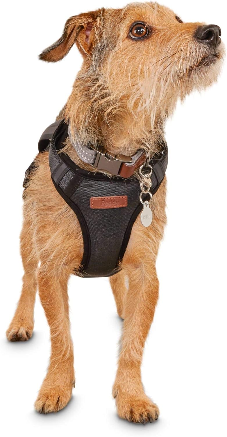 reddy dog harness amazon