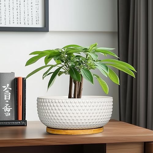 Miniatura 8 de Macetas para suculentas de 8 pulgadas, macetas de cerámica para bonsái para plantas de interior, maceta con orificio de drenaje y platillo, maceta