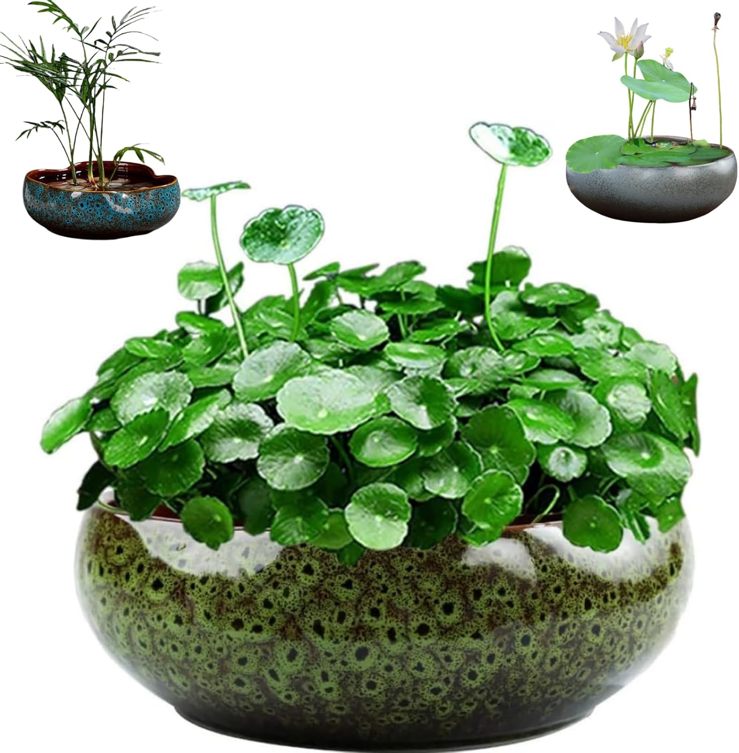 Lotus Bowl Planter,Round Lotus Bowl,Ceramic Lotus Flower Bowl,Lotus Bowls for Planting in Water Indoors,Applicable to Bonsai Bowl Lotus Flower,Succulent Plants Hydroponic Plant Home Decor (Green+M)