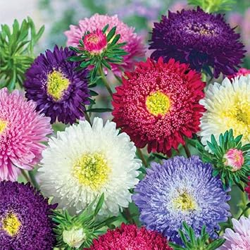 Seeds Aster Princess Pompon Mix Flower Annual Garden Flowers for Planting Non GMO