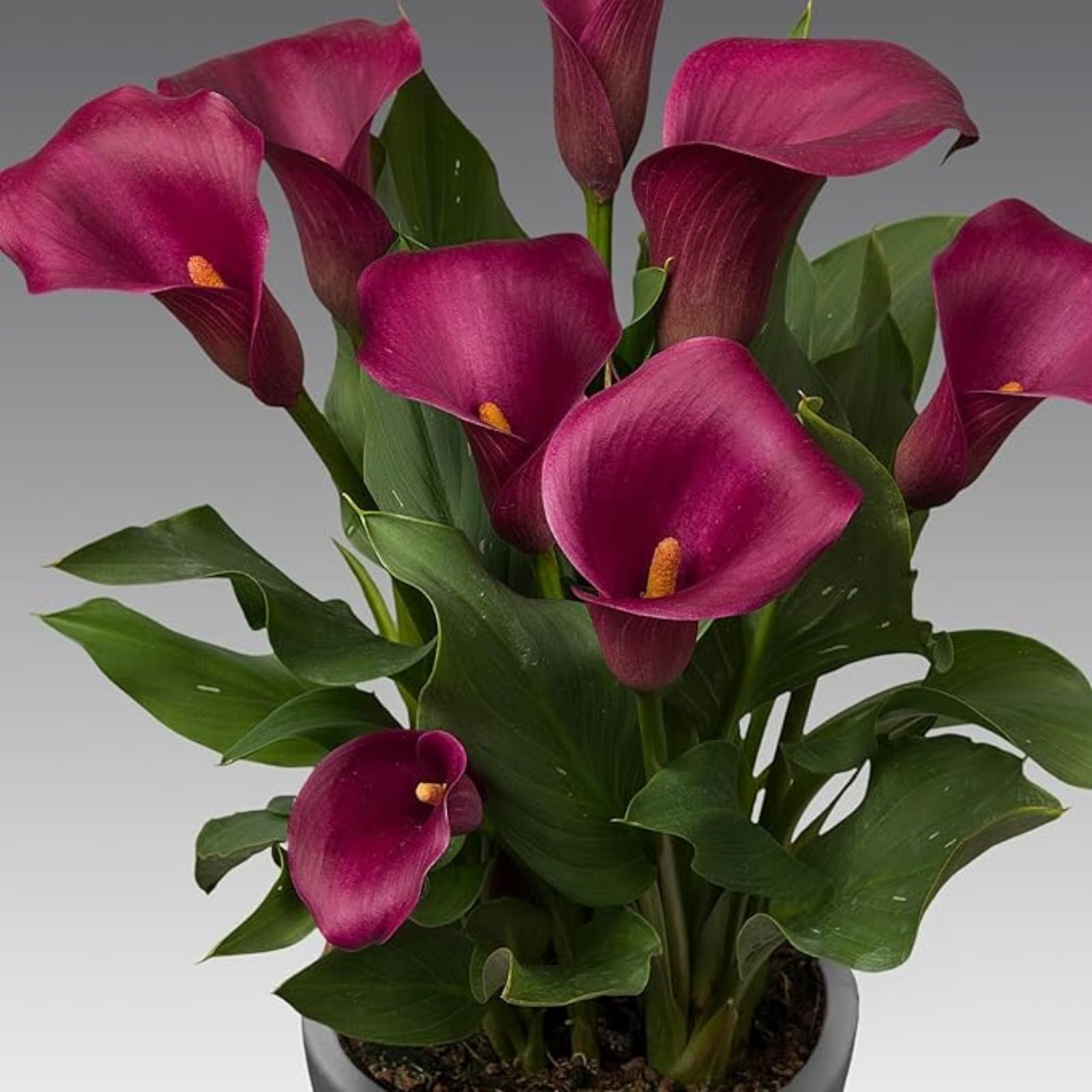 Calla Lily Bulbs for Planting Now UK Ornamental Perennial Excellent Display Plant Bulbs Good for Containers Natural Organic Easy Plant Perennial Greening Flower-6bulbs-L