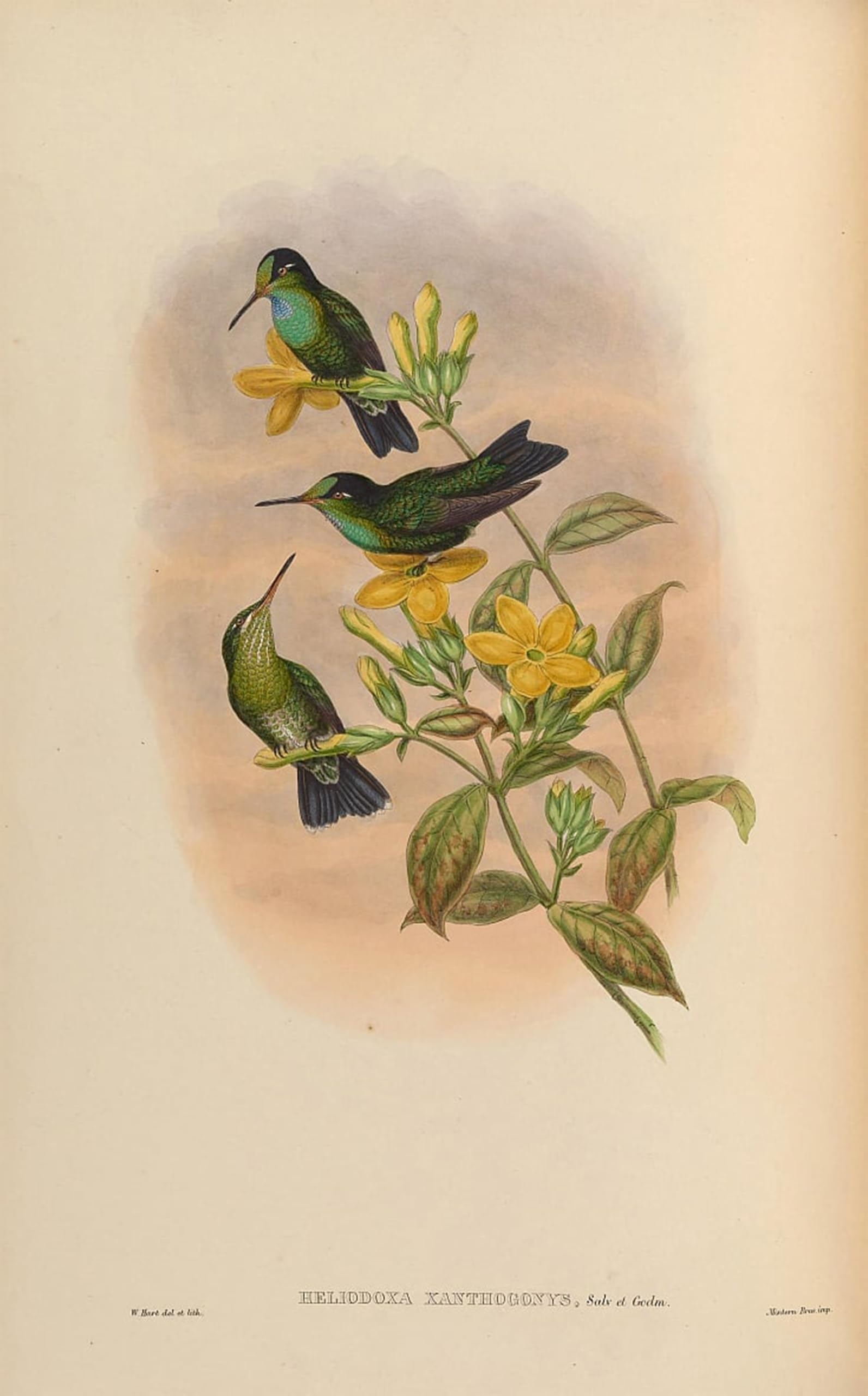 POSTERIIk Famous Print Pop Art Wall Art Graffiti Animal Bird Heliodoxa Xanthogonys by John Gould Art Prints for Home Decor 60x90cm