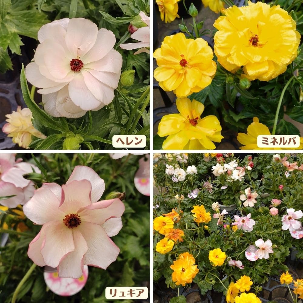 限定1セット❗ラナンキュラスラックス沢山。鉢には2〜3位球根入ってます。 限定1セット❗ラナンキュラスラックス沢山。鉢には2〜3位球根入っ