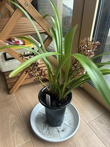 Amazon.co.jp: 蘭 キンリョウヘン（金稜辺）原種 赤花 花芽付き2芽
