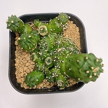 Amazon.co.jp: 多肉植物 サボテン ロビビア モントローズ Lobivia