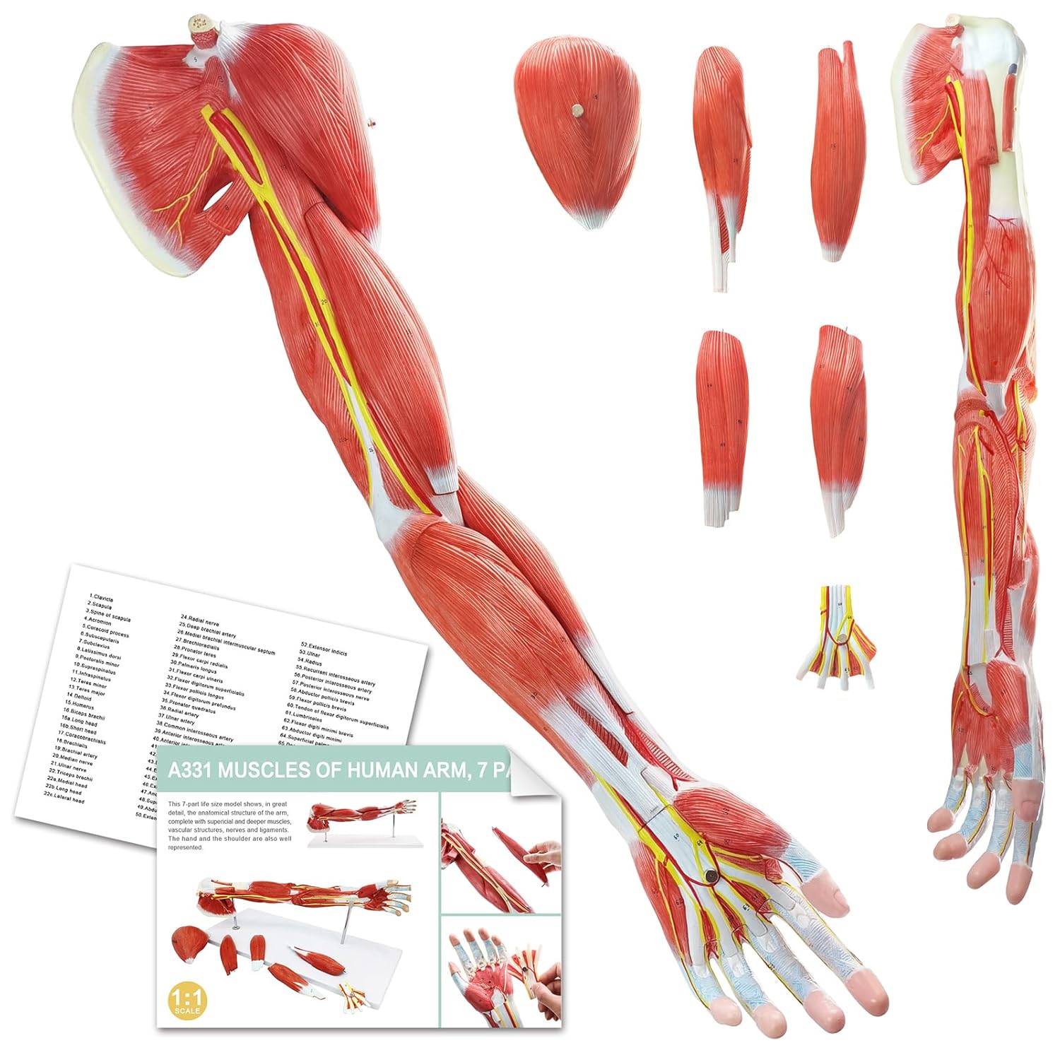 EVOTECH Human Anatomical Muscular Arm Model, 7 Part Life Size Numbered Muscular Upper Limb Shoulder Hand Model with Removable Muscles for Medical Physiology Study Teaching Includes Stand Poster