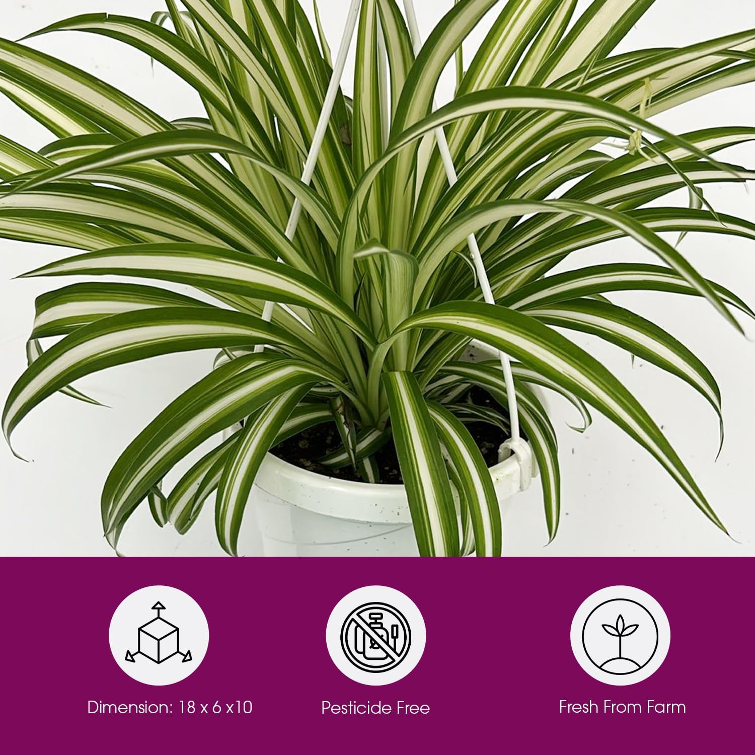 Live Reverse Spider Plants in 6 inch Hanging Basket - Chlorophytum Comosum Vittatum Plant for Home & Office Decor, Easy to Grow Air Purifying Houseplant White & Green Striped Foliage (1)