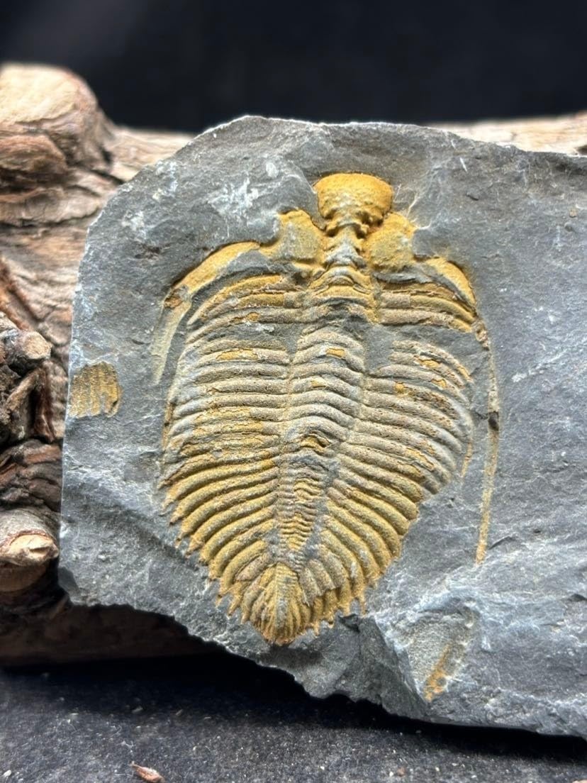 Beautiful 440 Million Year Old Silurian Invertebrate coronocephalus Trilobite Fossil