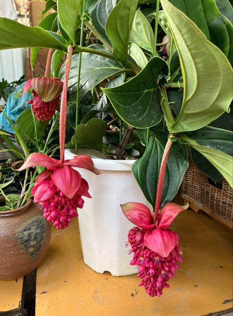 Amazon.co.jp: Medinilla magnifica メディニラ マグニフィカ
