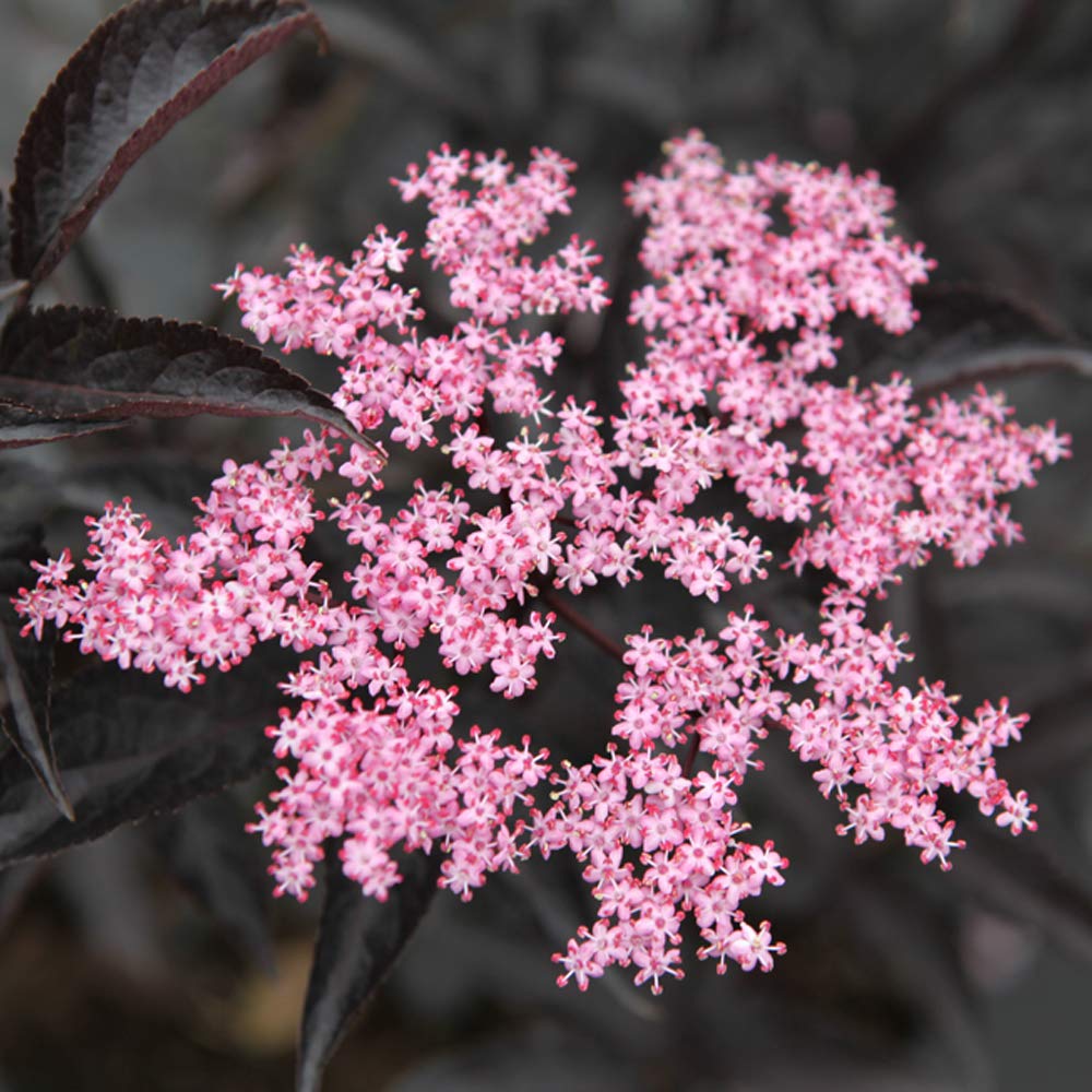Thompson & Morgan Hardy Perennial Flowering Elder Shrub, Sambucus ‘Black Beauty’, Potted Garden Plants Ideal for Wildlife Gardens, Patio and Containers (1 x 9cm Pot)