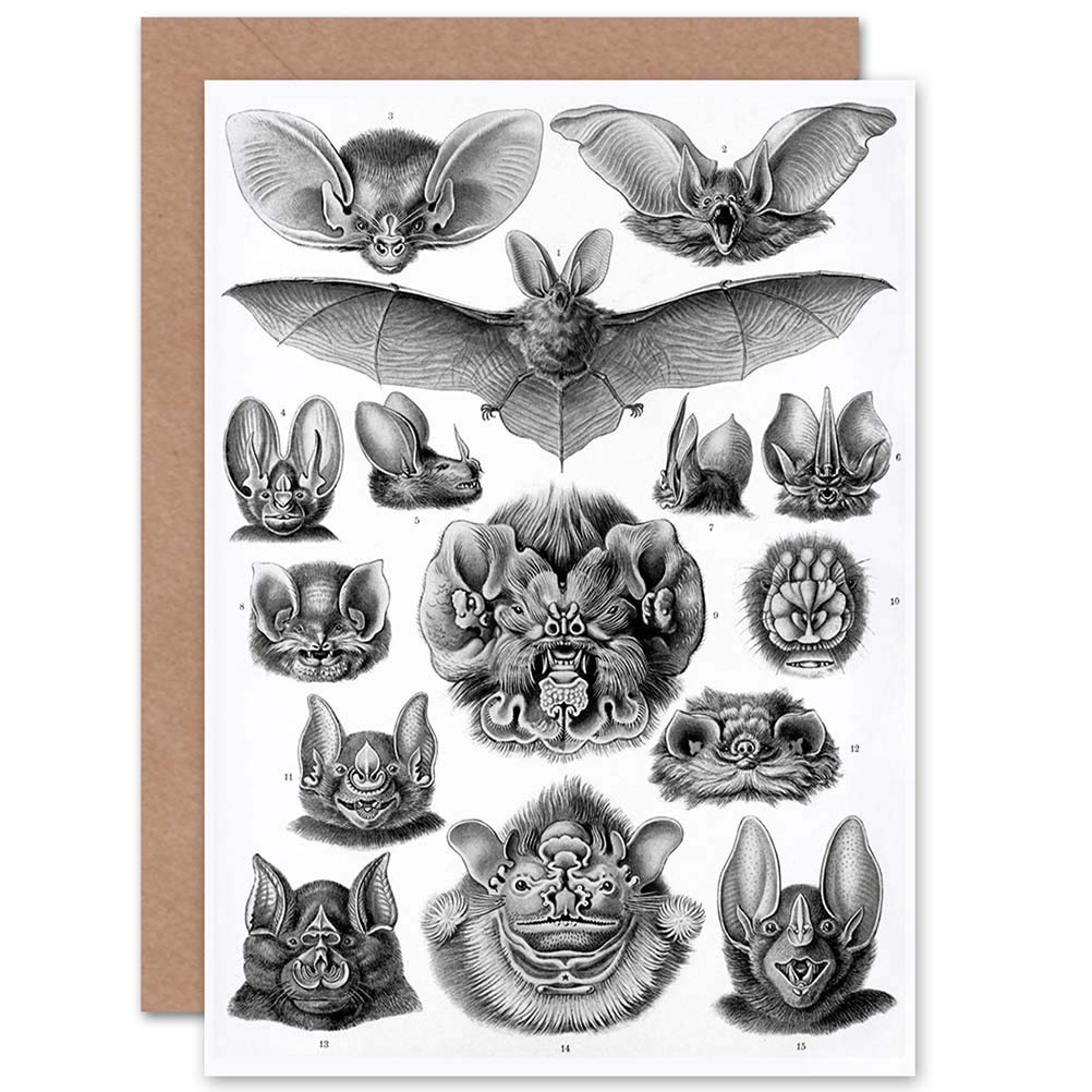 Artery8 - Greeting Card - Ernst Haeckel Bat Biology - Grey