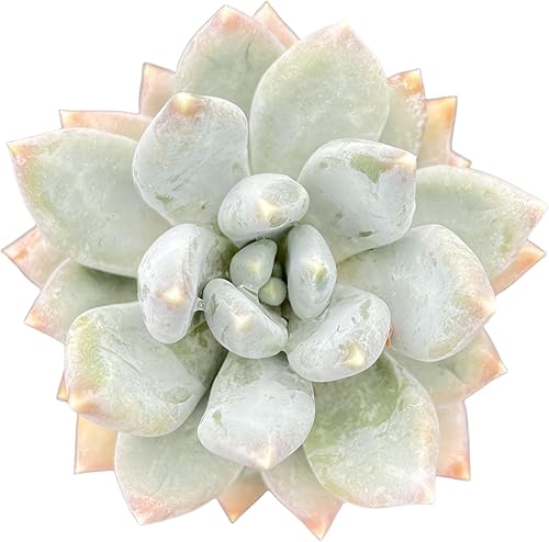 Sprout N Green Pachyphytum 'Moon Silver', 1 planta suculenta viva totalmente arraigada en maceta de 2 pulgadas, planta de interior y exterior,