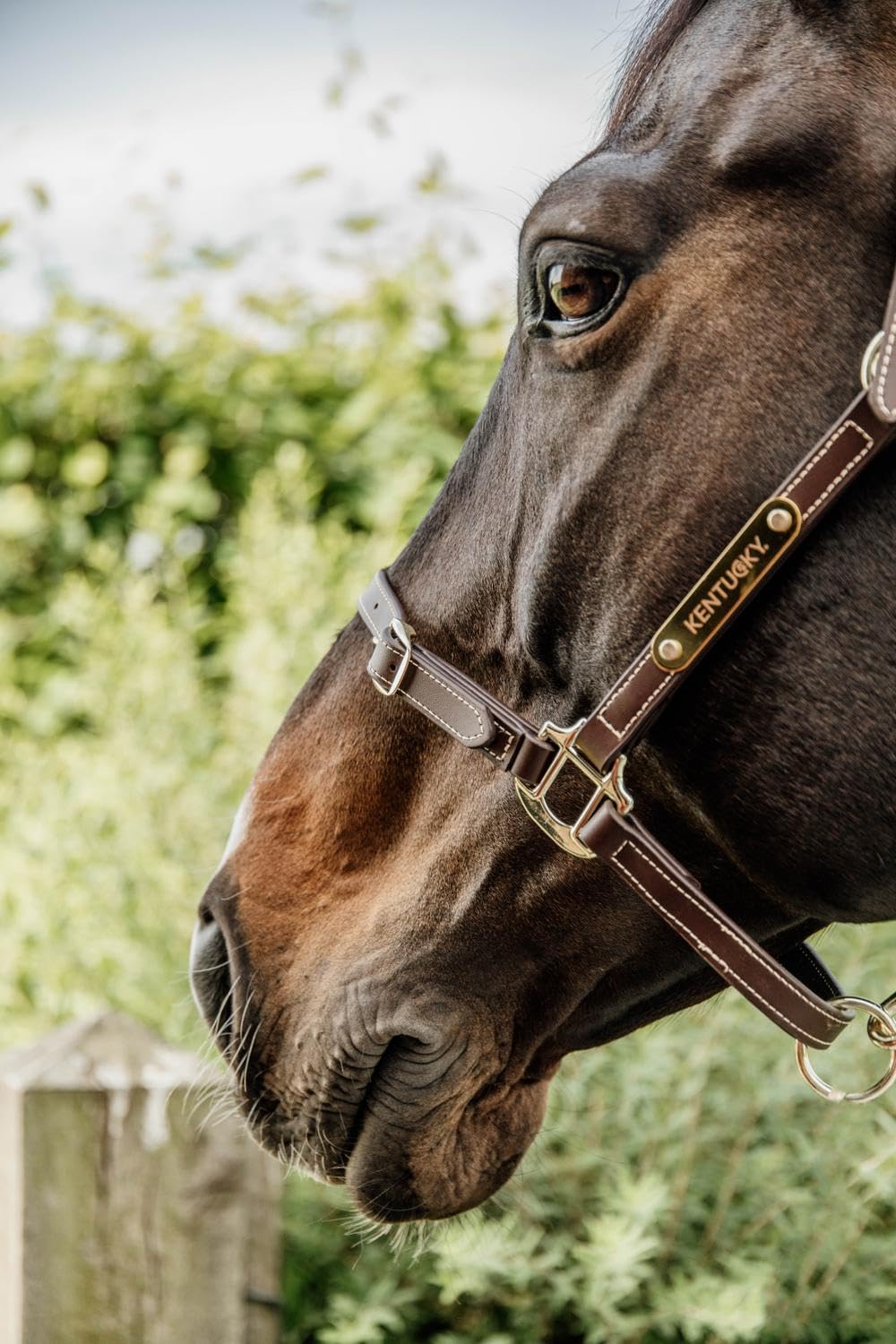 Kentucky Cabezada de Cuero Flexible para Caballos