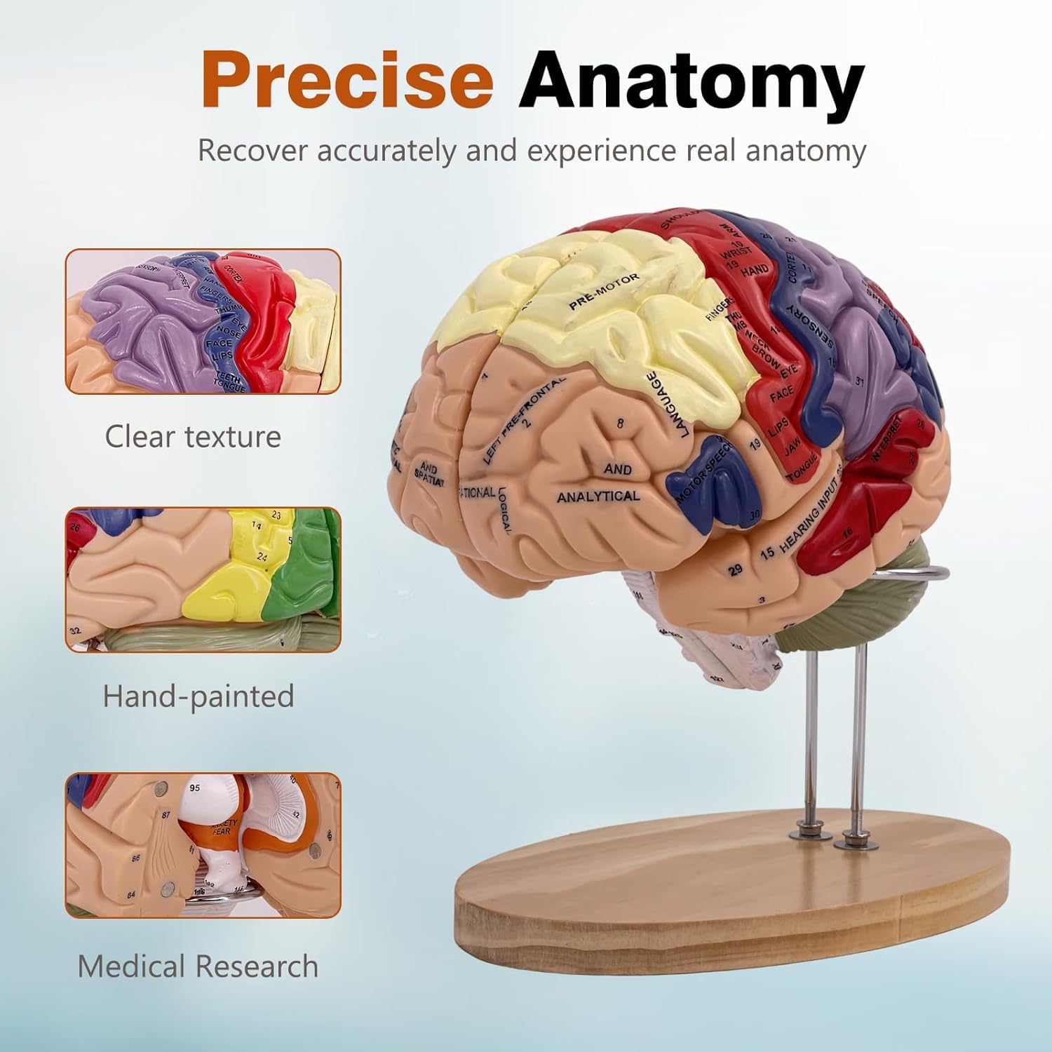 Modello di Cervello Umano Anatomicamente Preciso Maqueta Cervello 4 Porzioni per La Esposizione Medica Aprendizaje Maqueta Cervello Umano Psicologia di Dimensione Reale 2X