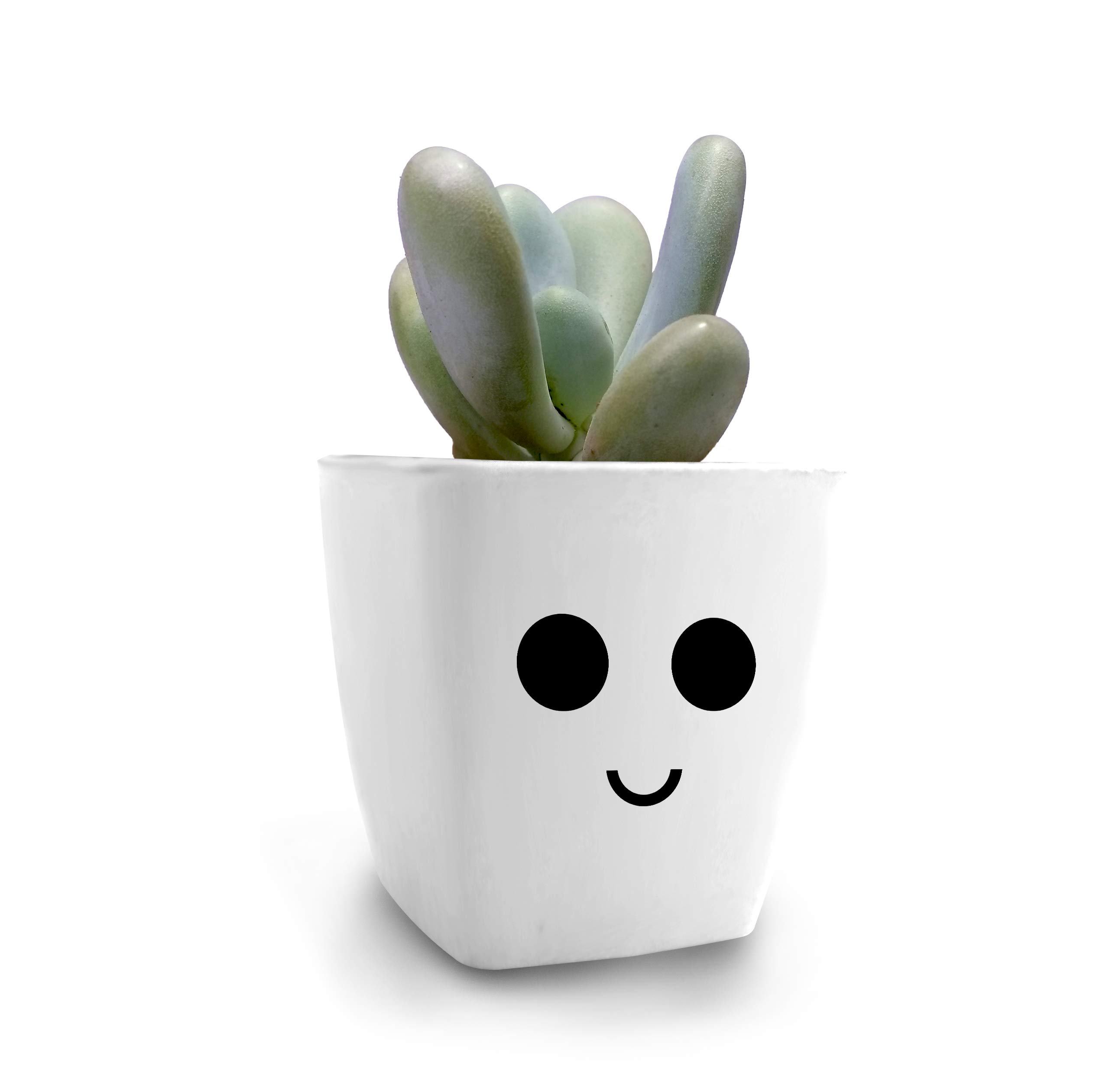 HILLMART Live Moonstones Succulent with Cute Artistic Little Pot for Indoor, Window Shelf, 10 cm