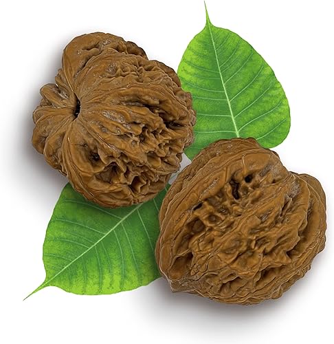 Miniatura 1 de Semillas de árbol Bodhi, regalo de la naturaleza, equipo de masaje de manos y ejercicio de manos, bolas terapéuticas de ejercicio de mano para