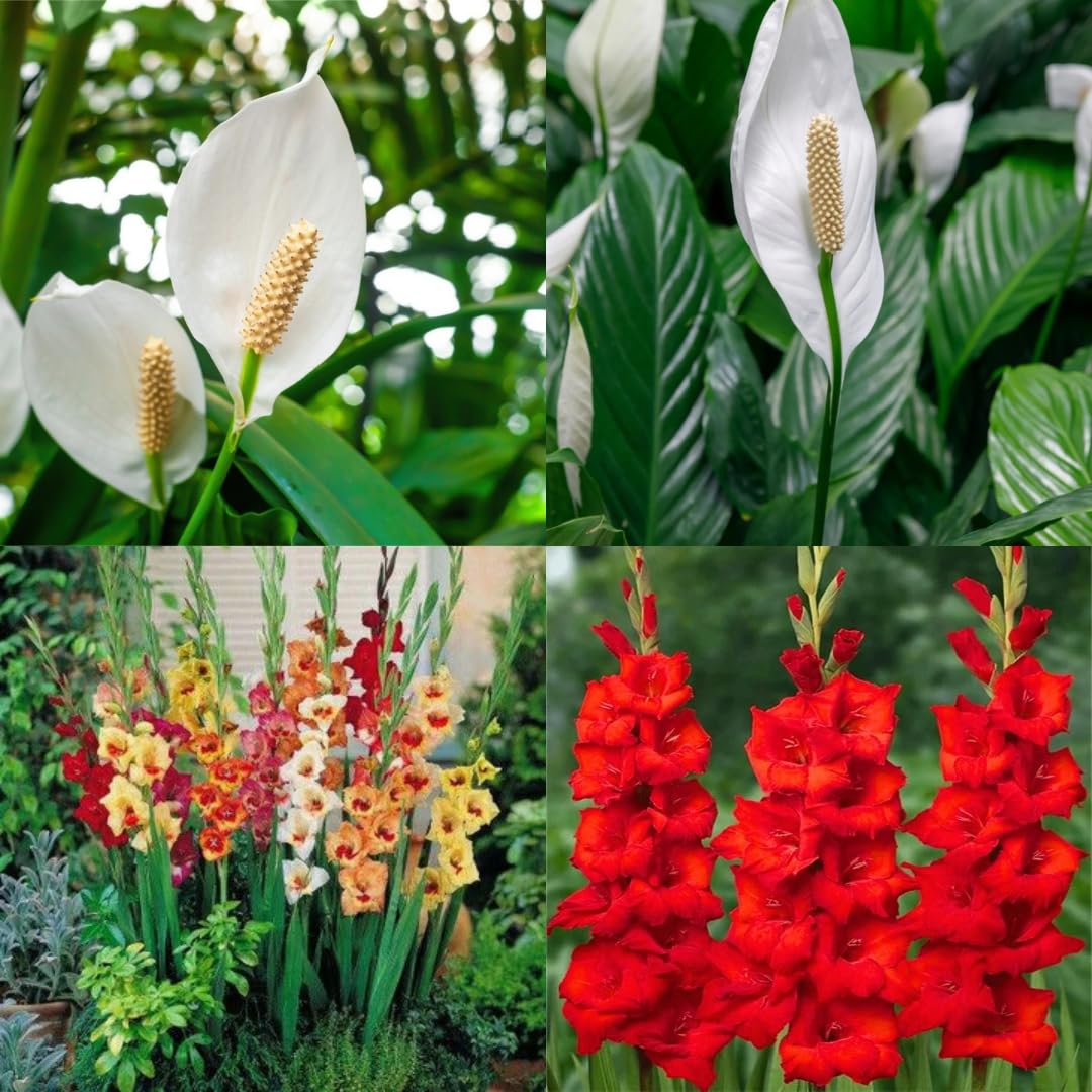 Lily bulbs, Beautiful Garden Flowers, Bright Blossoms All Season, 13 bulb-image-20