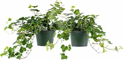 「nancy」la basic IVY Lowe's in Pot English Ivy (L3258) NURSERY at Lowes.com