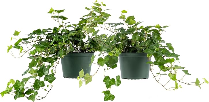 American Plant Exchange English Ivy – Live 6-Inch 2-Pack