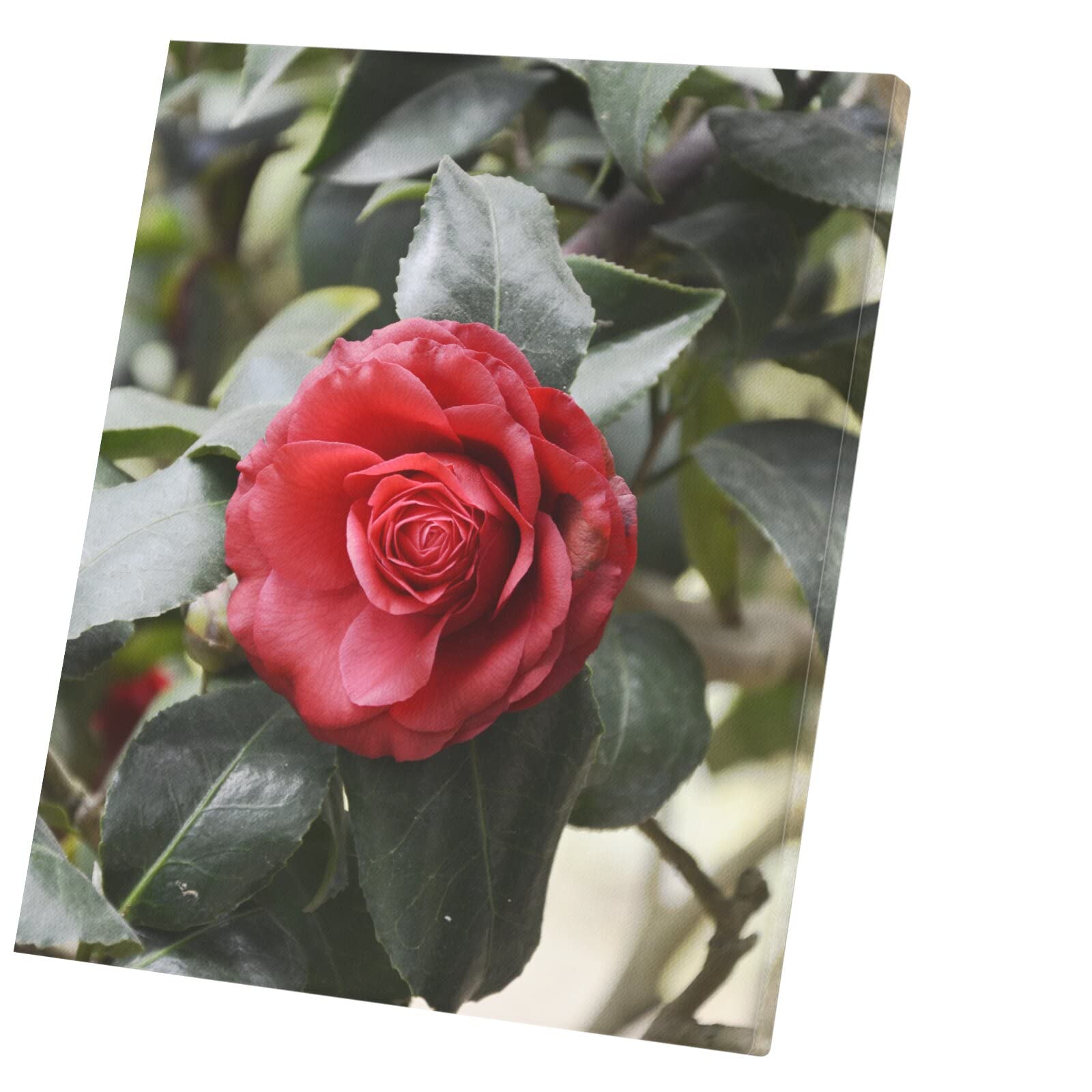 Rose Rouge Sombre Amour Passion Tableau Toile Décoration Murale