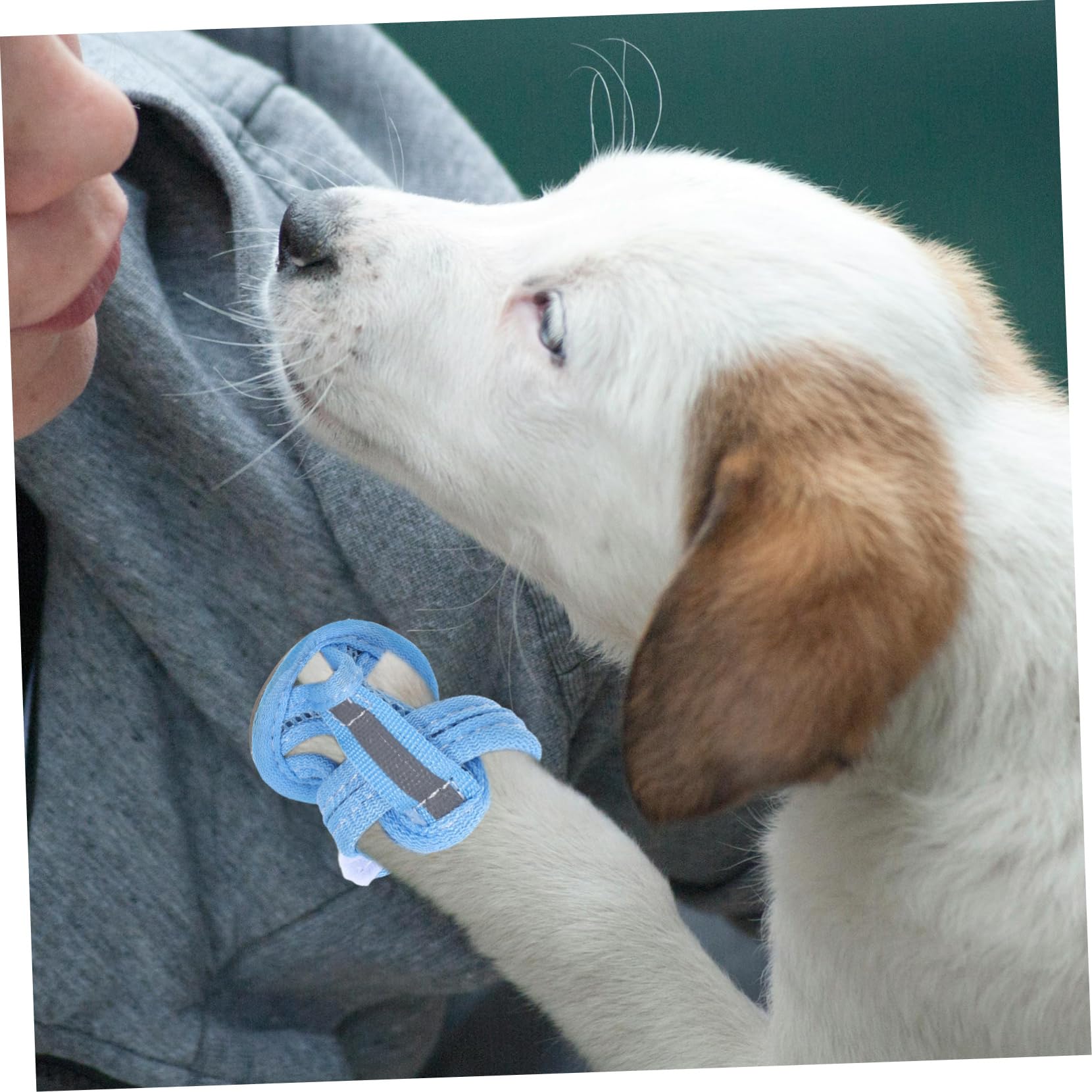 4個 ペットメッシュシューズ 夏用の犬用サンダル ブルー Amazon | PATKAW 犬用メッシュサンダル4pcs 夏用通気性ペットシューズ