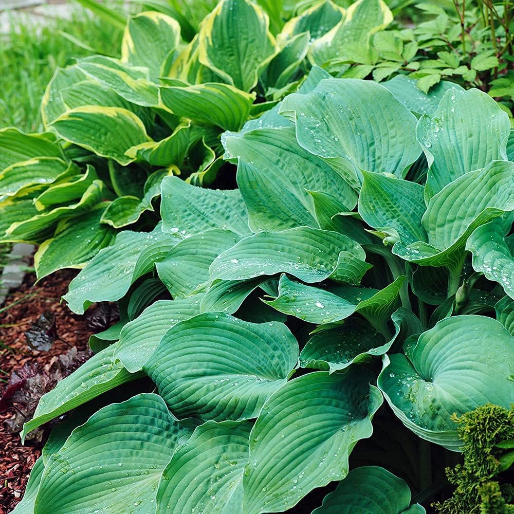3 Big & Giant Hosta Perennial Mix, Blue-Green and Yellow-Green Masssive Large Leaves | Perfect for Trim, Shade, Flower and Landscaper Gardens Attract Butterflies and Pollinatiors