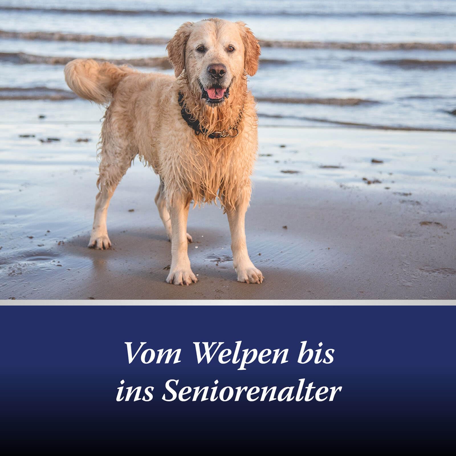 Canosept 2 x Gelenktabletten Hund - Einzigartige Rezeptur: Mit Grünlippmuschel, Glucosamin, Kollagen - Hervorragende Akzeptanz - 160 Tabletten