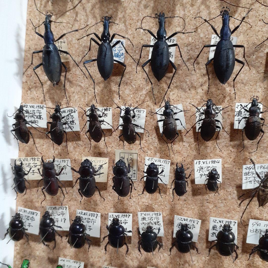 甲虫標本　カミキリムシ、オサムシほか66頭。大型ドイツ標本箱入り 甲虫標本 カミキリムシ、オサムシほか66頭。大型ドイツ標本箱入り