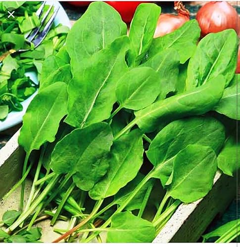 Acedera de hoja ancha - Vegetal de reliquia - Libre de OMG