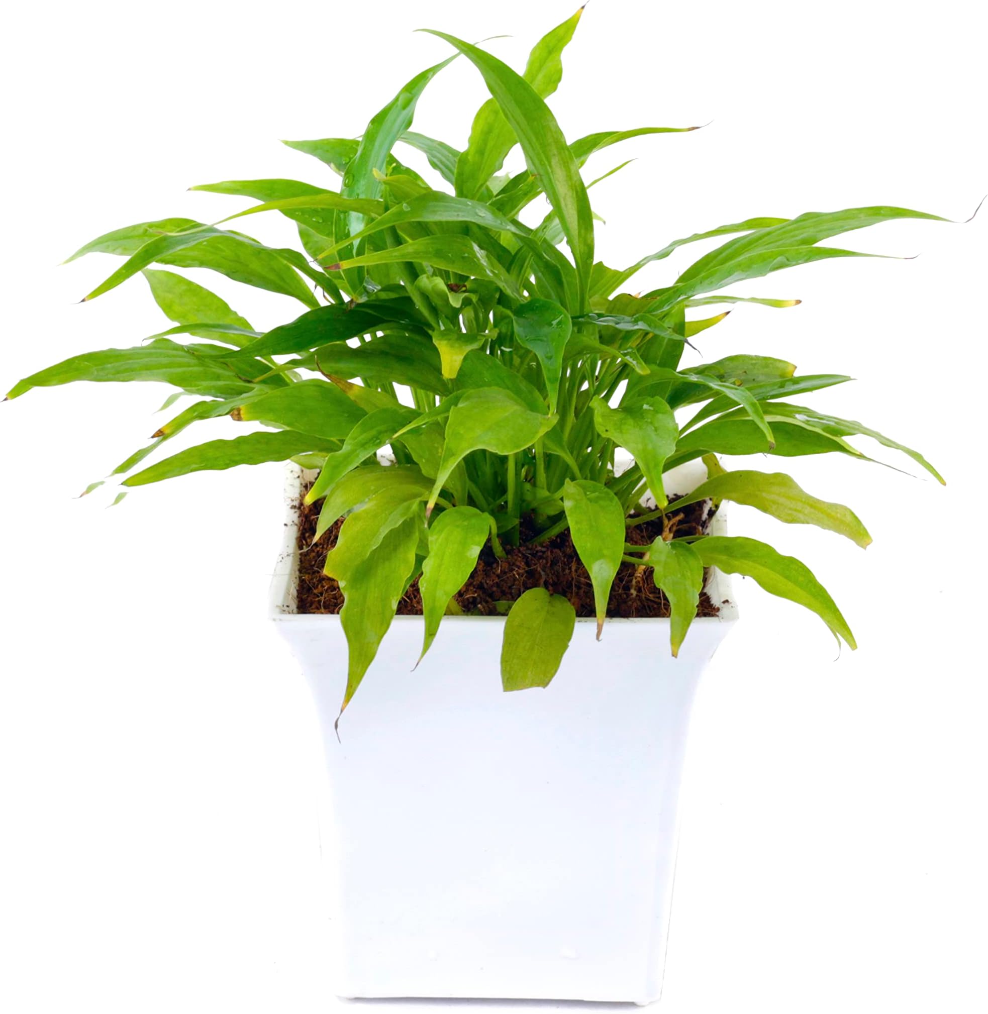 Piagro farms Peace lily| with white pot|live plant | Indoor plant | House plant | Air purifying plant | Office plant | Gifting plant |