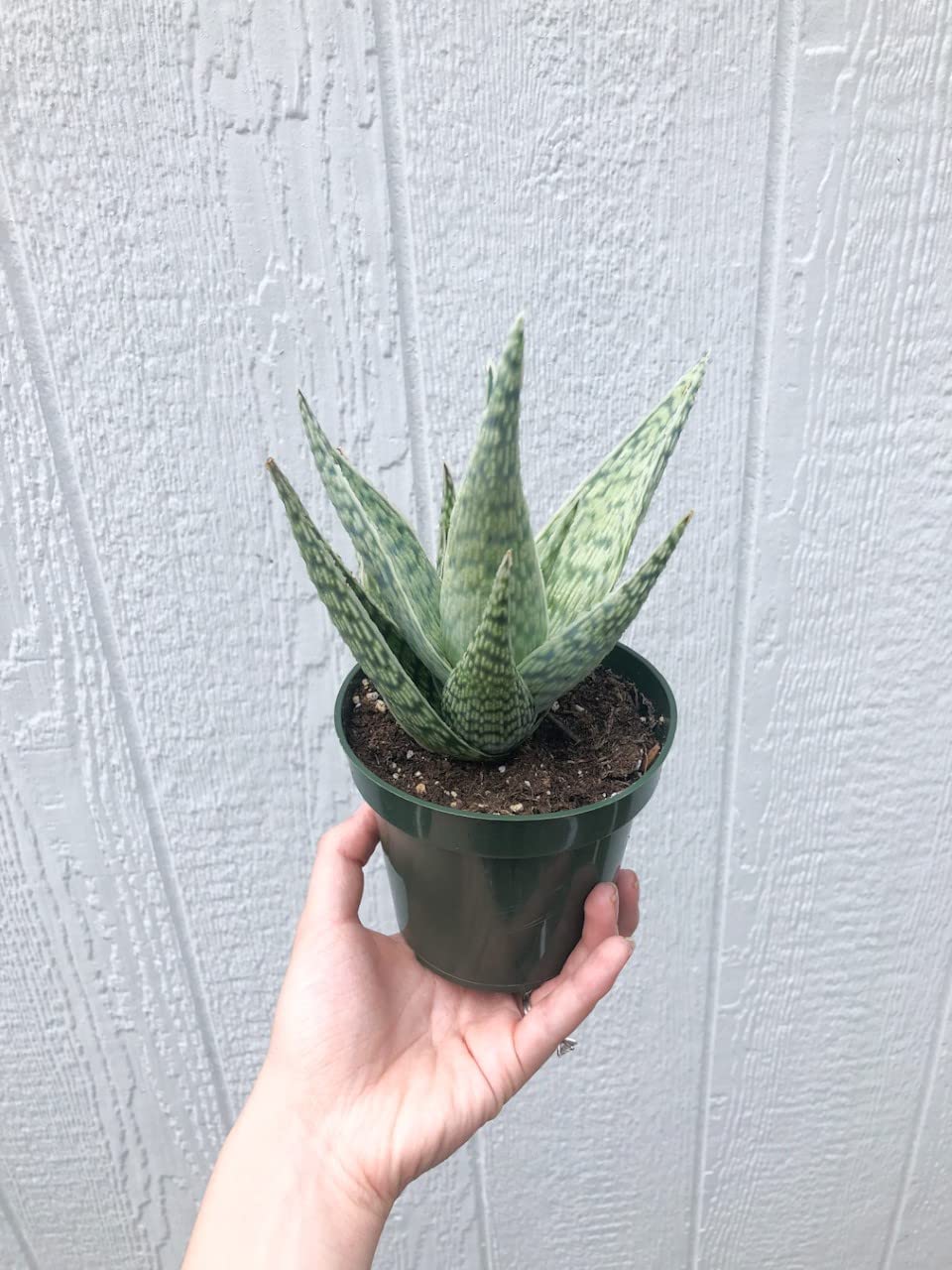 Amazon.com : Hand Picked Nursery 3.5" Potted Rare Aloe 'Delta Lights'  Succulent : Patio, Lawn & Garden