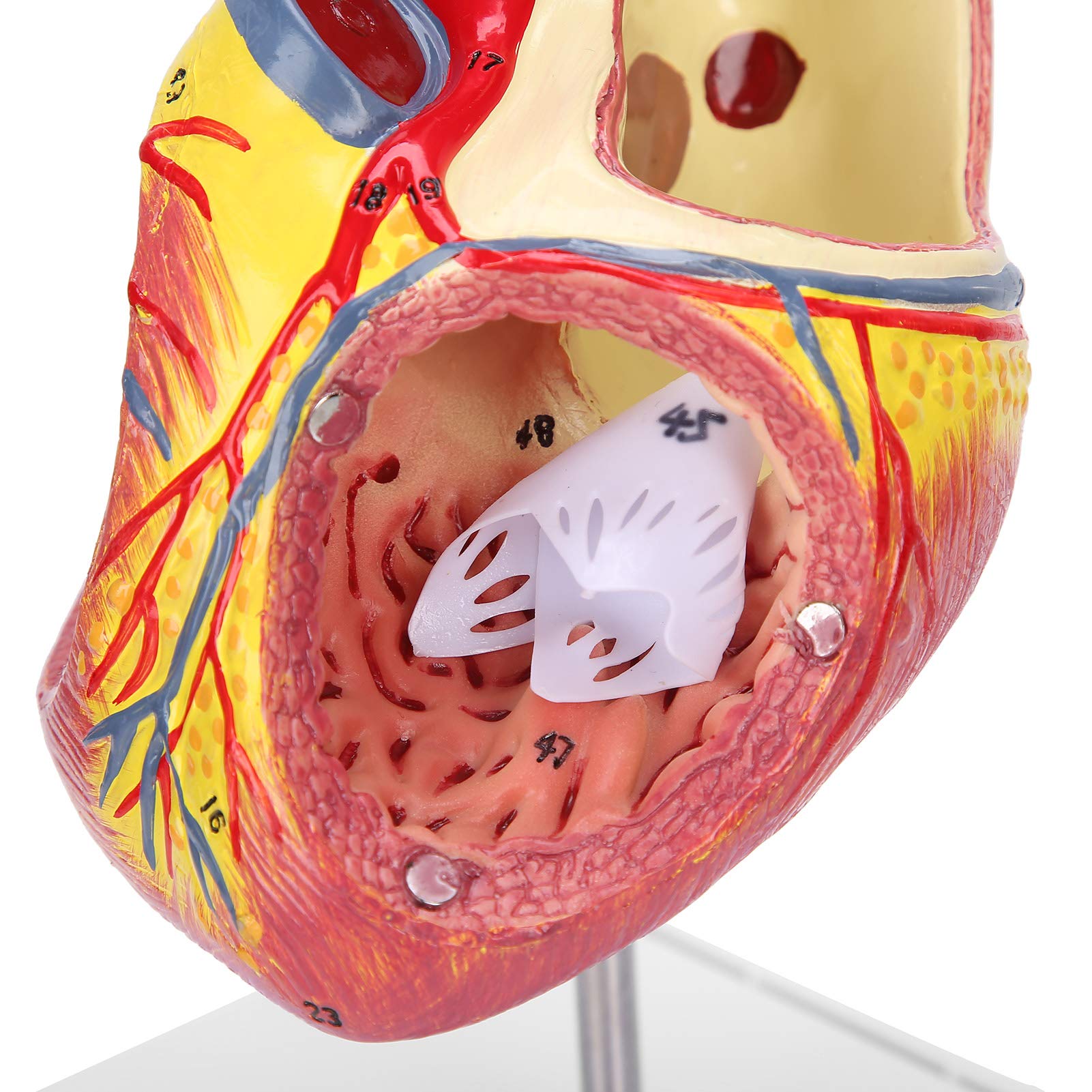 Brrnoo Modèle de Coeur Humain 48 Structures internes anatomiques, modèle médical de Coeur numéroté anatomiquement précis en 2 Parties, 3 x pièces Amovibles à Usage pédagogique