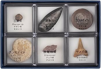 氷河期大型草食動物化石・G013・793g（中国産化石標本） 氷河期大型草食動物化石・G013・793g（中国産化石標本）