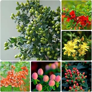 200 Pc Semillas De Hierba De San Juan, Semillas De Hypericum, Plantas Resistentes Para Balcón, Plantas Resistentes Para Jardín, Hypericum Perforatum, Flores Decorativas, Semillas