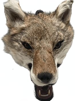 CIFIBIFUN Coyote Head Wall Hanging Sculpture Statues, Handmade Fur Realistic Animals Ornament Walls Decor For Farmhouse Taxidemy