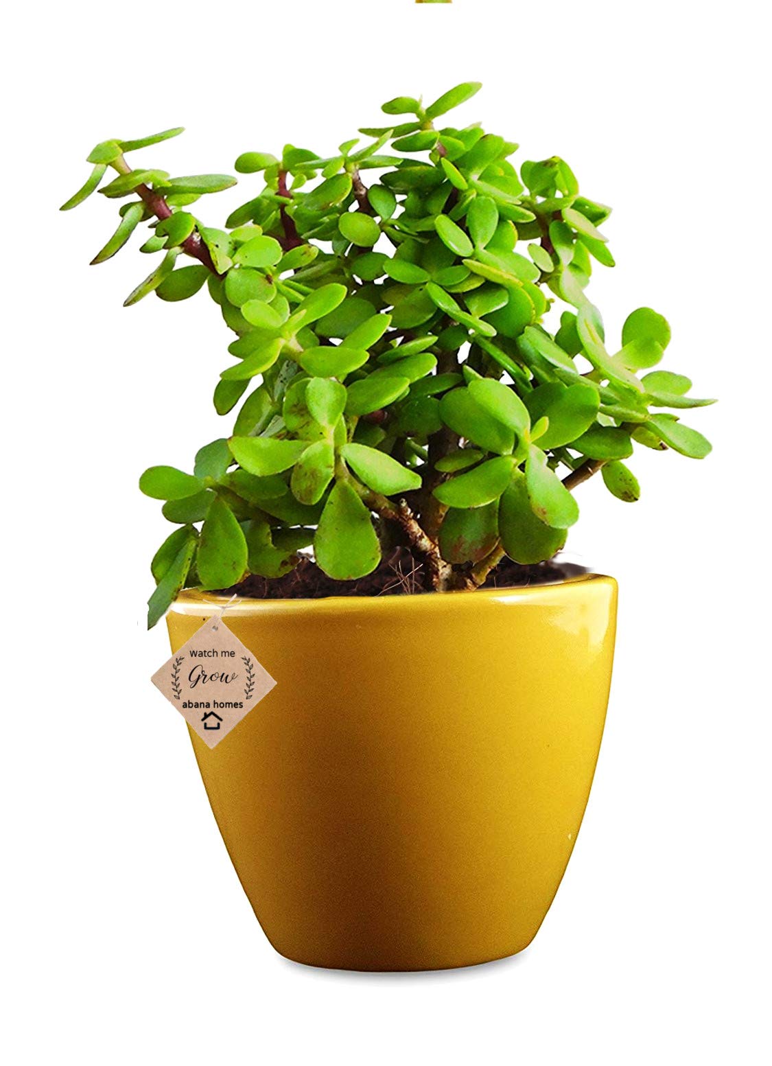Abana Homes Indoor Plants For Living Room - Good Luck Jade in Ceramic Pot - Yellow (B07G9HVTTY) Amazon Price History, Amazon Price Tracker