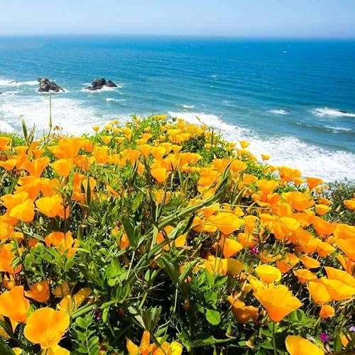 Miniatura 3 de Outsidepride 5 lb.. Anual Eschscholzia Naranja California Amapola Jardín Nativo Semilla De Flor Silvestre