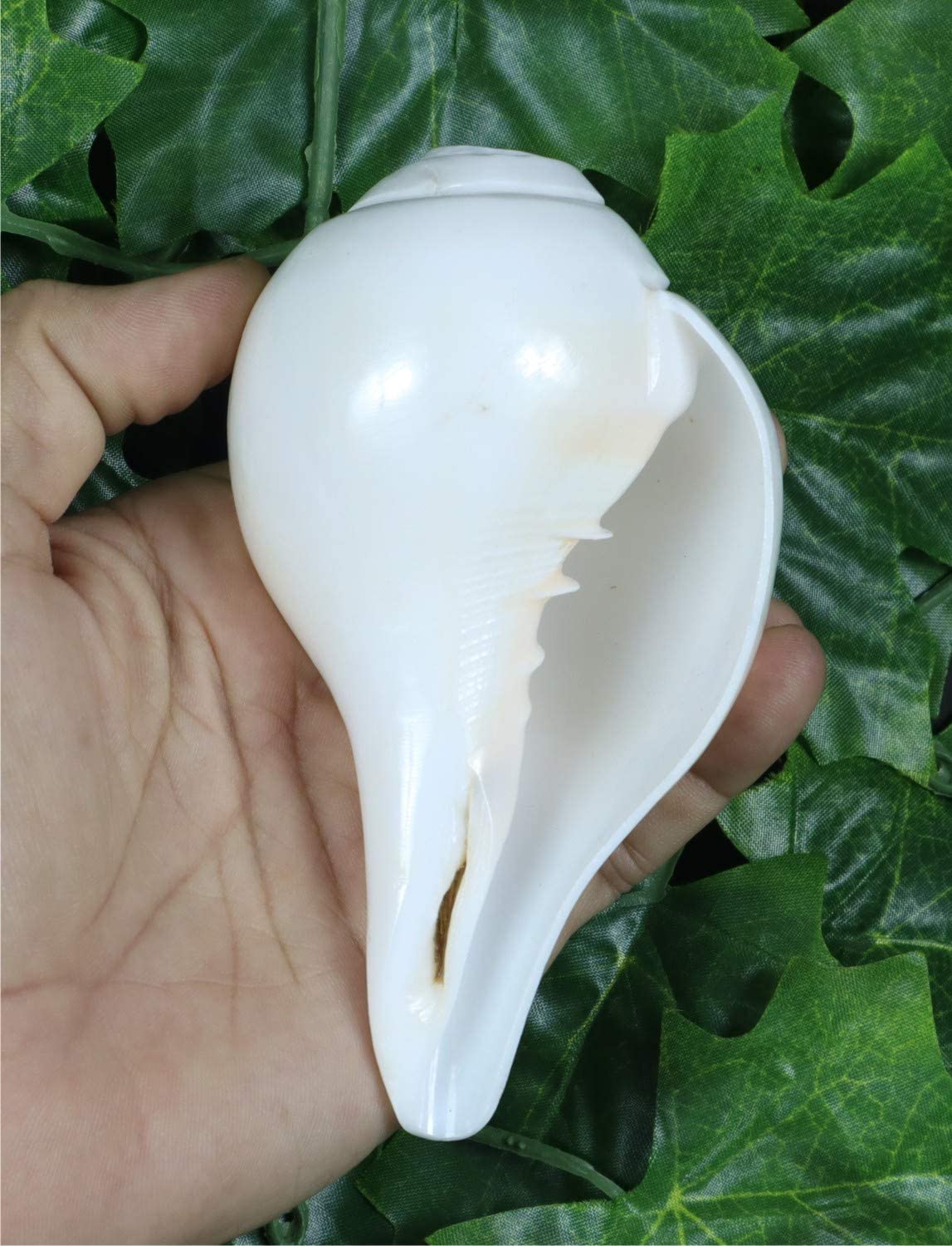 ASHIRWAD Véritable Shankh Vamavarti Dattatreya – Coquilles de conque – Rituel Puja – Uni Pooja Shankh – Shankhnaad (Shankh-12,7 à 14,9 cm)