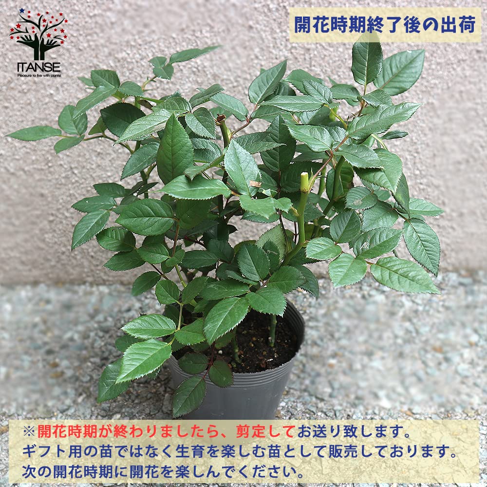 Amazon.co.jp: ITANSE 薔薇 マザーズデイ 6号 1個売り[花木苗