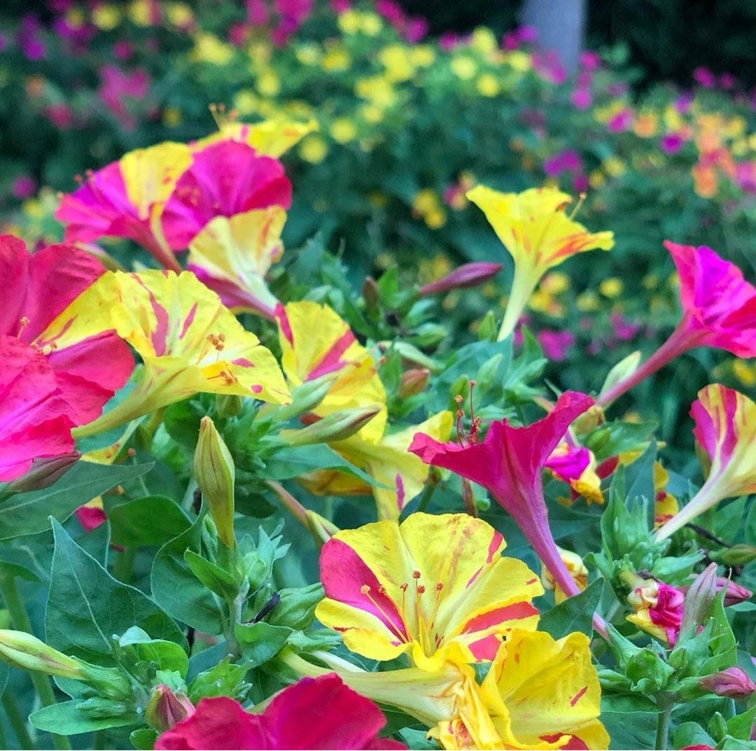 10 X Mirabilis Jalapa Mix - Bella Di Notte Misti - Bulbi Di Alta Qualità (10)
