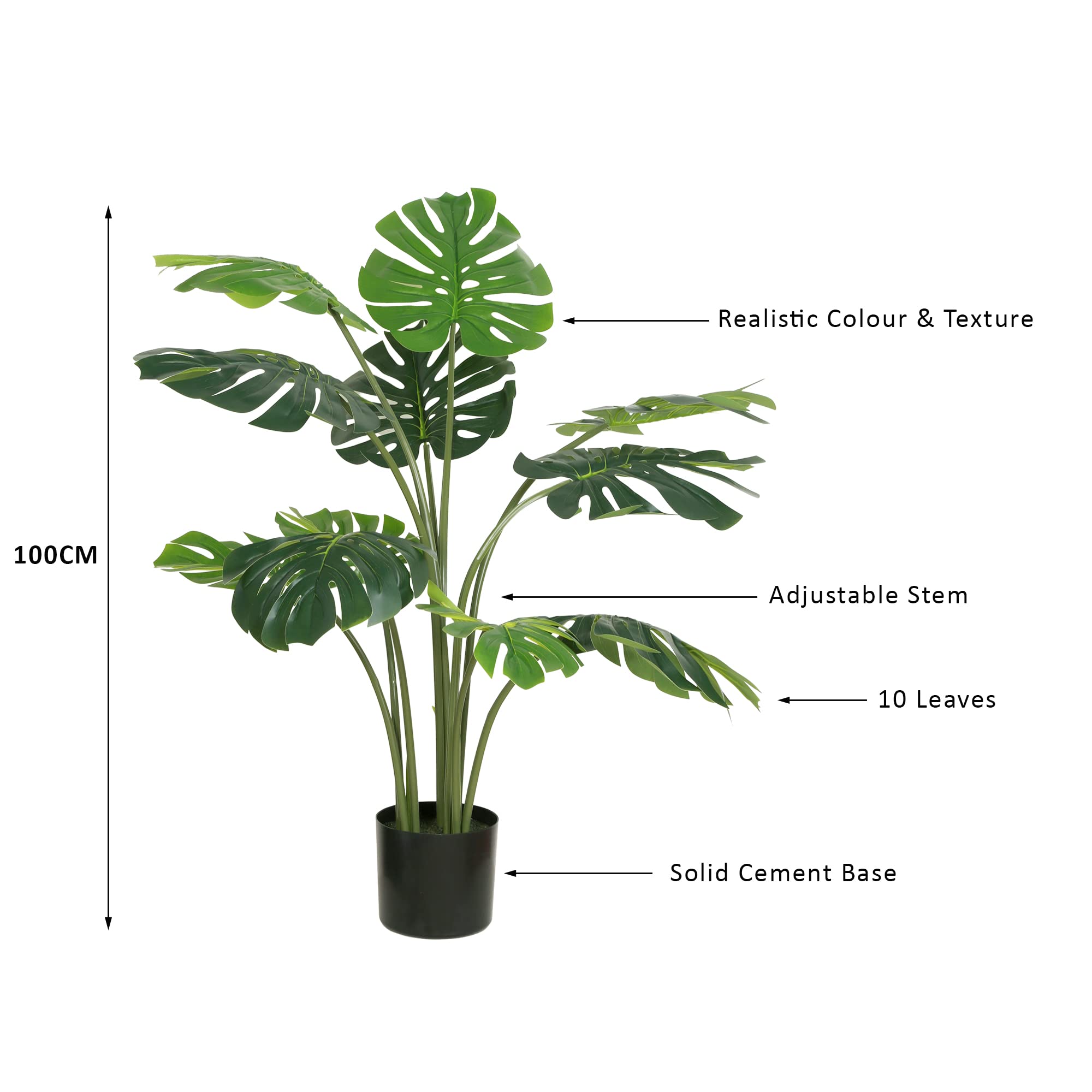 brandiatum philodendron Philodendron 'Brandi'