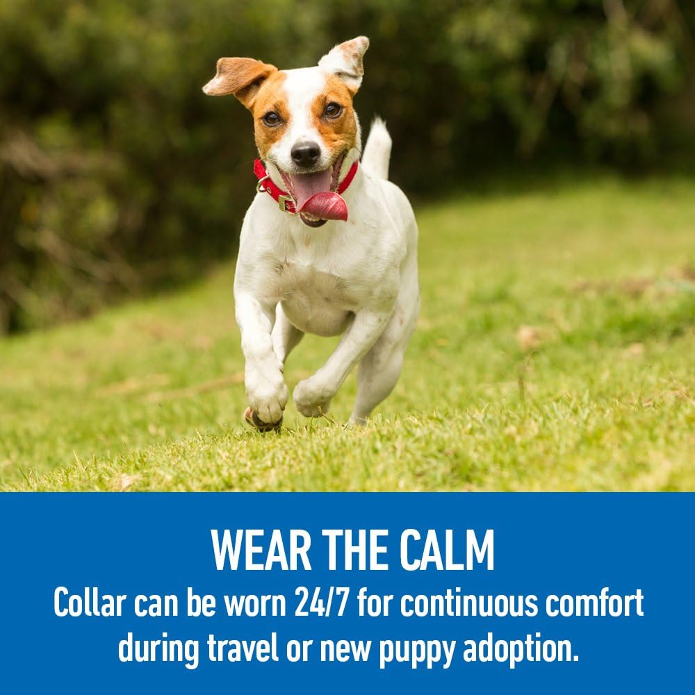 adaptil comfort zone collar