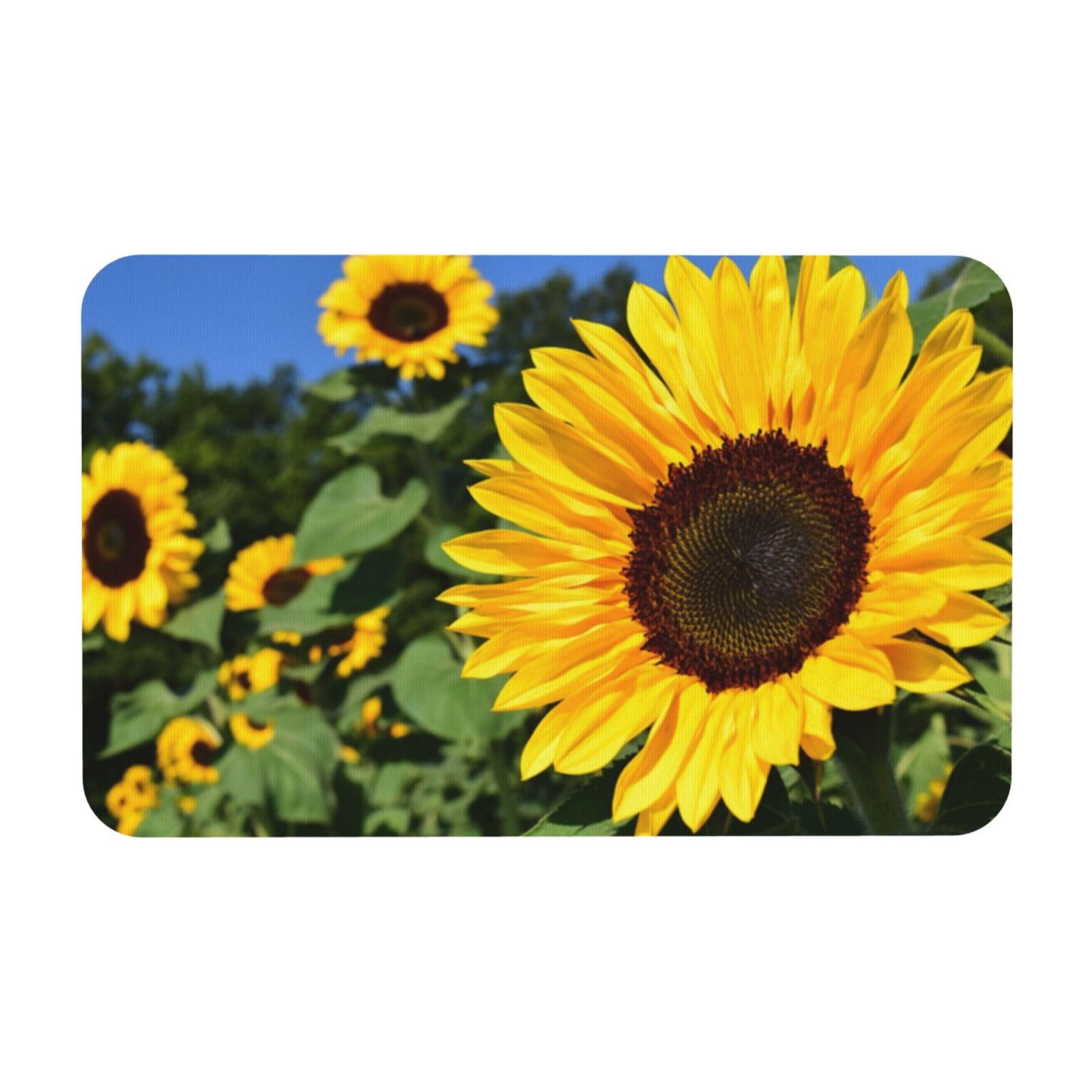 Tapis de sol absorbant l'eau et antidérapant en diatomite