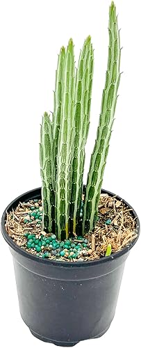 ragnaroc Suculentas vivas Senecio Stapeliiformis en maceta de 4 pulgadas, 1 unidad, llegada en vivo garantizada, suculentas en maceta, plantas de